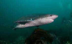 Learn All About Sharks Like The Broadnose Sevengill Shark