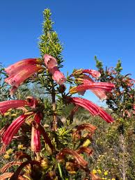 Image result for Kotschya africana