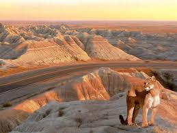 Badlands Interior Campground Badlands Motel Campground Interior Budget Host Inn In 2020 Badlands South Dakota South Dakota Badlands National Park