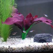 How To Set Up A Hospital Tank Tropical Fish Aquarium Freshwater Aquarium Plants Fish Tank