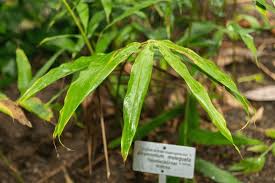 Image result for Aframomum mala