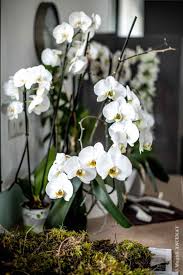 orchidee phalaenopsis quatre saisons au jardin en 2020 orchidee phalaenopsis rempotage orchidee orchidee