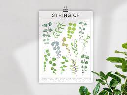Pin On Houseplants