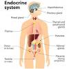 Brain is the highest coordinating centre in the body. Https Encrypted Tbn0 Gstatic Com Images Q Tbn And9gctelrxuyipxzps7xgnroptdmng5g6mokytvyzirdze49 Fub4oe Usqp Cau