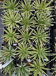 Image result for Barleria albipilosa