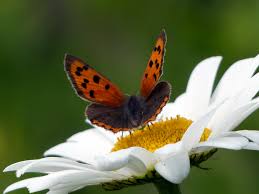 Ich wünsche dir ein frohes pfingstfest! Ein Herzlicher Gruss Zu Pfingsten An Alle Besucher Foto Bild Natur Pflanzen Bluten Bilder Auf Fotocommunity