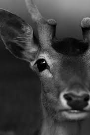 Black And White Deer Picture Reh Animals Animals Wild Nature Animals