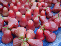 There are 485 rose apple fruit for sale on etsy, and they cost 22,65 $ on average. Rose Apple Season In Thailand 2021 Rove Me