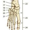 For legs remember the letters f, p, t, f, t and m and memorize the order, these letters stand for femur, patella, tibia, fibula, tarsals and metatarsals. 1