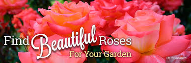 Sages love a warm, dry spot in garden borders, and germander sage (salvia chamaedryoides) complements shasta daisies well. Find Rose Companions Heirloom Roses