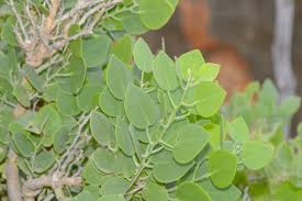 Image result for Capparis cartilaginea