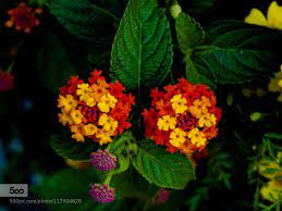 Lantana Camara Orange It Was Taken At Vandusen Botanical Garden In Vancouver The Lantana Camara Has Beautiful Colors Lantana Camara Lantana Botanical Gardens