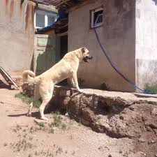 Sivas Kangal Yavrulari Uretim Ciftligi Home Facebook