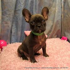 The phone calls, the emails, the photos exchanged. Chocolate French Bulldog Babies 2 Girls And 2 Boys Still Available Located Between Eugene An French Bulldog Breeders French Bulldog Bulldog Puppies For Sale