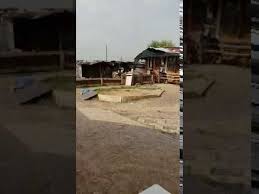 Oyunlu Kuslar Satisi Oyunlu Guvercin Yetistiriciligi Taklaciguvercin Taklaciguvercin Takla Taklaci Taklaci Taklaciguvercin Taklaciguvercinler Takla Kus