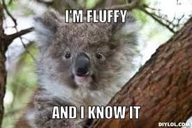 Koala Meme Koala Meme Funny Koala Koala