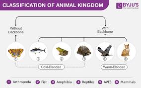 animal kingdom biology classification