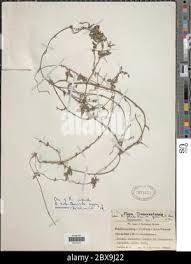 Image result for Rhynchosia totta