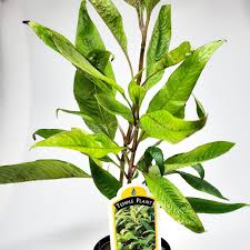 Image result for Dichaetanthera corymbosa