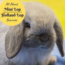 We specialize in producing rare colors, blue, blue otters, tri's (calico) and frosties. Bunny Breed And Size Guide Mini Lop Holland Lop Rabbits Pethelpful