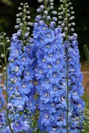 Sunny Skies Dowdeswell S Delphiniums Delphinium Flowers Larkspur Flower Flower Landscape