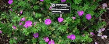 Learn about this small, spreading geranium, and see where you might use it in your yard. Geranium Bloody Cranesbill Hardy Geranium Geranium Sanguineum New Hampshire Purple