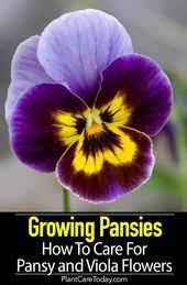 Growing Pansies How To Care For Pansy And Viola Flowers Viola Flower Spring Garden Flowers Pansies Flowers