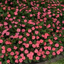 Image result for Impatiens salpinx
