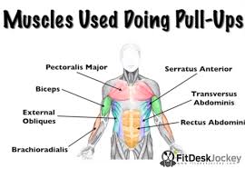 How To Do More Pull Ups For Beginners Fit Desk Jockey