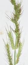 Image result for Echinochloa jubata