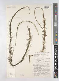 Image result for Mayacaceae