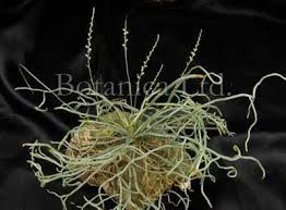 Image result for Microcoelia corallina