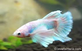 How Long Do Betta Fish Live For And How To Extend Betta Lifespan