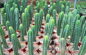 Uso del cactus san pedro: Cactus San Pedro Mescalina Natural Ii