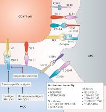 Merkel cell carcinoma occurs when these cells begin to grow uncontrollably. The Biology And Treatment Of Merkel Cell Carcinoma Current Understanding And Research Priorities Nature Reviews Clinical Oncology