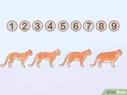 Once your cat is eating the new diet, start by mixing ¼ of the new diet with ¾ of the old diet for two to four days. 4 Ways To Put Your Cat On A Diet Wikihow