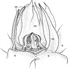 Image result for Malouetia mildbraedii