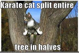 This Cat Obviously Belongs To Chuck Norris Cats Funny Cat Memes Funny Cats