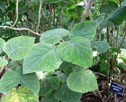 Image result for Bartlettina