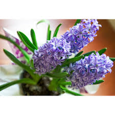 Maybe you would like to learn more about one of these? The Flower Patch Home Facebook