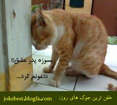 Image result for ‫تصاویر خنده دار‬‎