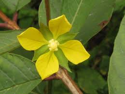 Image result for Ludwigia erecta