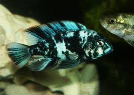 rare fish from extinction