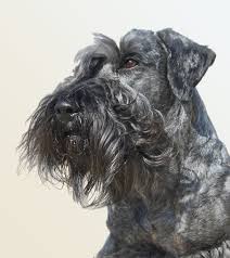 Image result for ČESKÝ TERIÉR