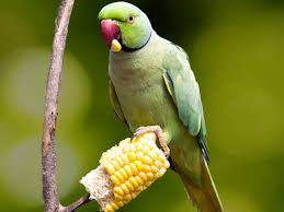 I've traveled to arizona to see my grandparents just about every other year since i was a child. Safe Vegetables For Pet Birds To Eat
