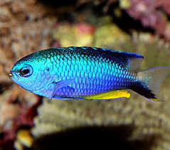 Image result for Vepris allenii