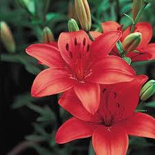 Corina Lily Red Lily Flower Lily Flower Bulb Flowers