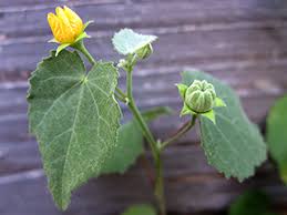 Image result for Leptochloa uniflora