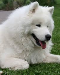 Pet Your Dog 10 Reasons Samoyeds Make Us Smile Dog Breeds Most Beautiful Dog Breeds Dogs