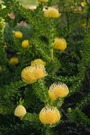 Image result for Leucospermum